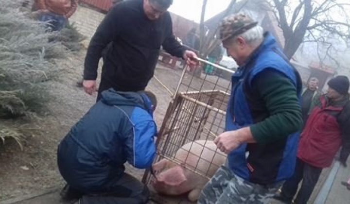 Kárpát mednecei találkozó
