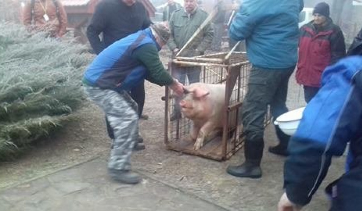 Kárpát mednecei találkozó