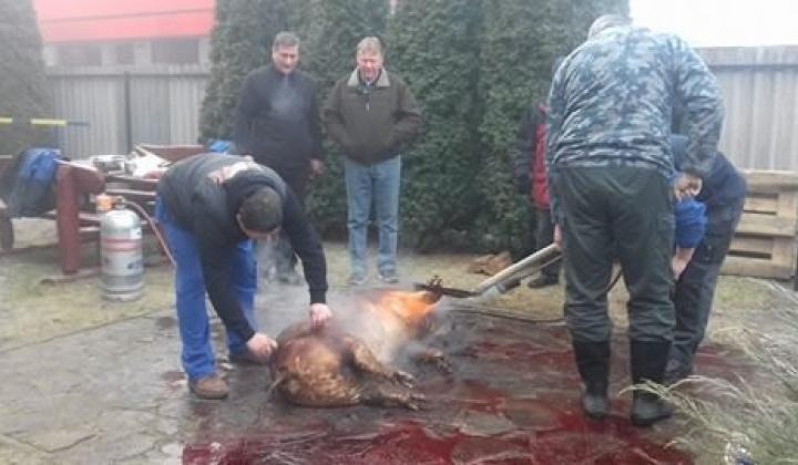 Kárpát mednecei találkozó