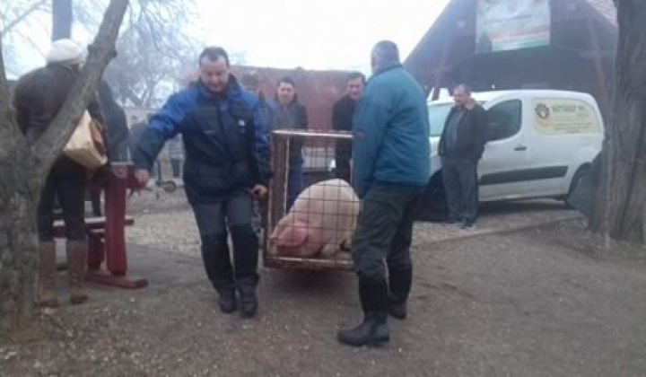 Kárpát mednecei találkozó